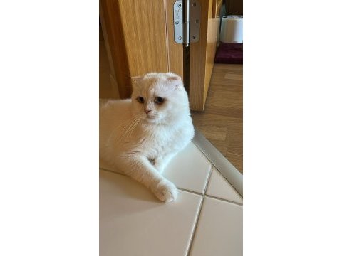 Scottish fold kedimizi sahiplendirmek istiyoruz