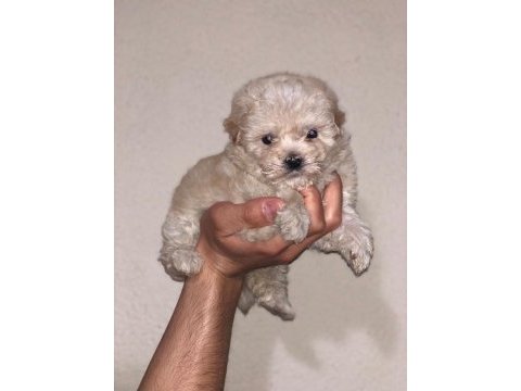 A+ kalite sağlık garantili maltipoo bebekler