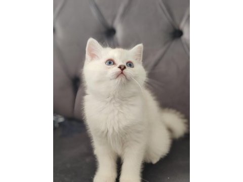 Safkan british shorthair erkek yavru
