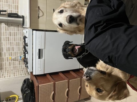 Kif kayıtlı şecereli rottweiler