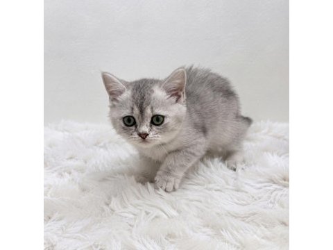 Silver point british shorthair bebeğim