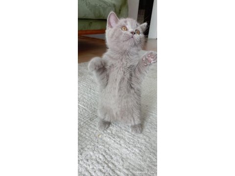 British shorthair son iki yavrumuz