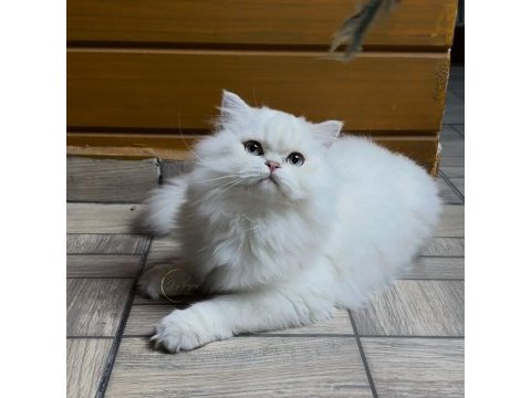 Muhteşem yakışıklı british longhair paşamız