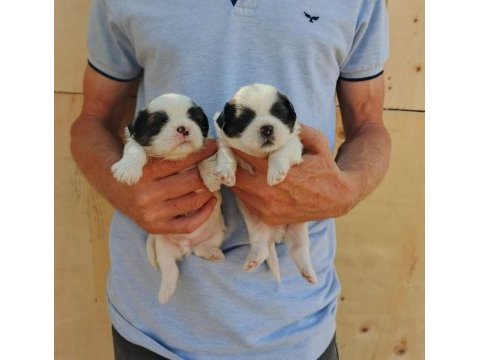 Ev ortamında bakılan kendi köpeğimizin yavruları