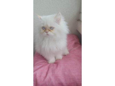 Show kalite exotic bebek kediler