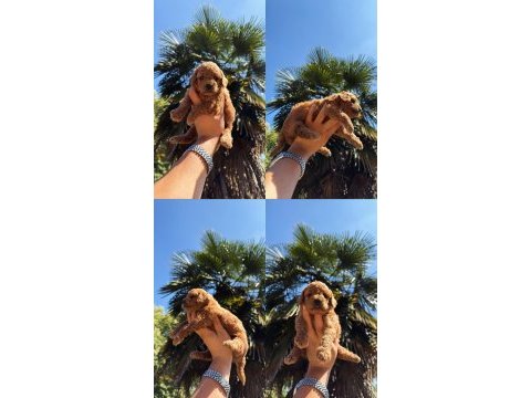 Red brown toy poodle yavrumuz yeni yuvasına hazır
