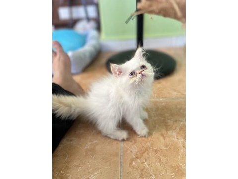 İran kedisi ponçikler