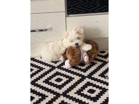 Kar beyaz kore kan teacup maltese yavrularımız