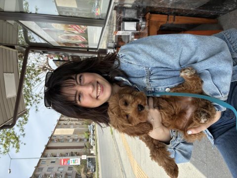 Maltipoo 3 aylık erkek