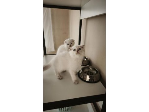 Scottish fold yavru kediler