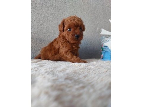 Kore toy poodle