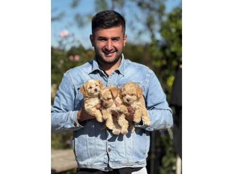 Maltipoo orijinal yavrularımız