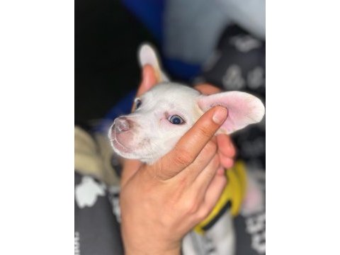 3 aylık chihuahua bebek