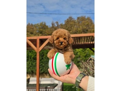 Özel micro toy poodle yavrusu başka yerde yok