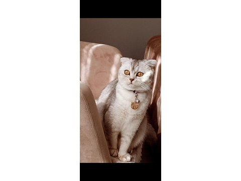 Scottish fold