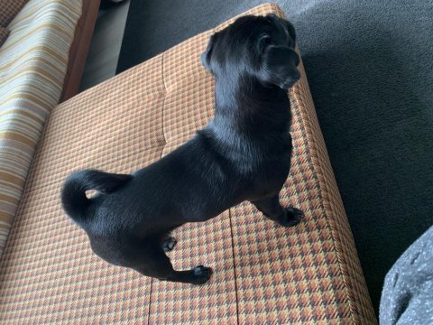10 aylık tuvalet eğitimli siyah pug