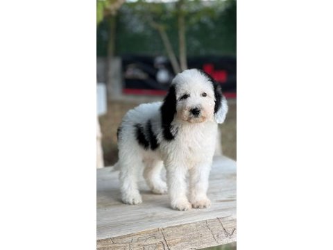 Petmode köpek çiftliğinden xl poodle yavrular