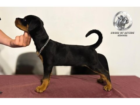 A şecereli dişi rottweiler