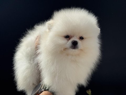 Tea cup pomeranian yavrular ziyarete açık