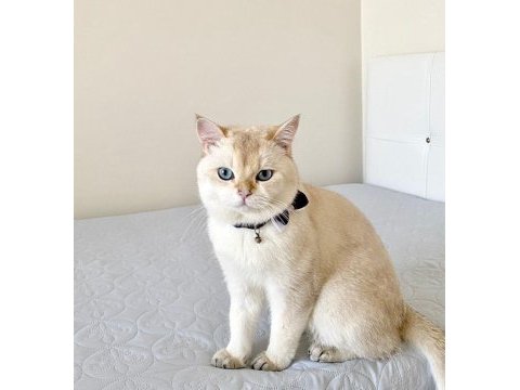2 yaşında british shorthair
