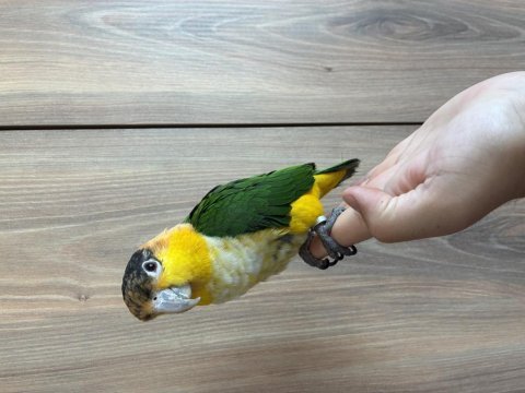 9 aylık portakal kafa caique