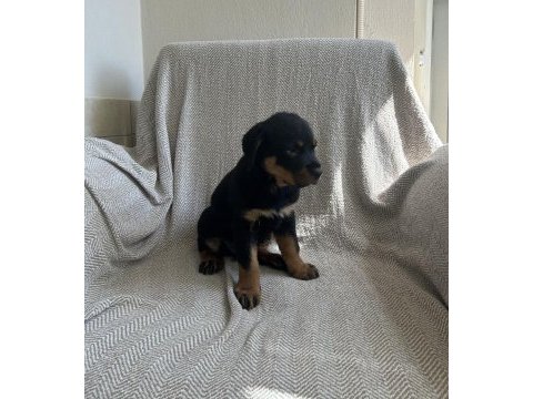 Rottweiler safkan alman yavru