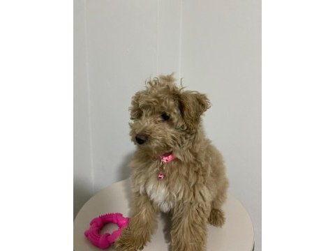 Poodle köpeğimiz lady yeni yuvasını arıyor