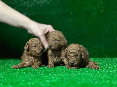 Toy poodle köpekleri