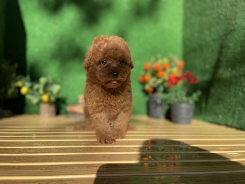 Poodle referans yavrumuz
