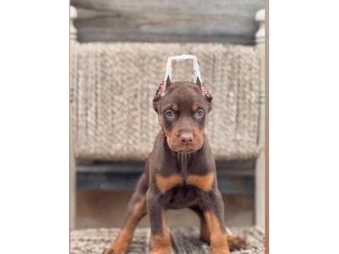 Estetikli dişi kızıl doberman