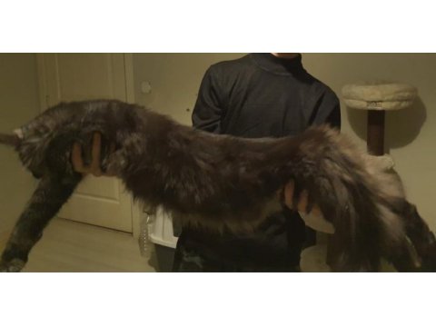 Maine coon 2 buçuk yaşında
