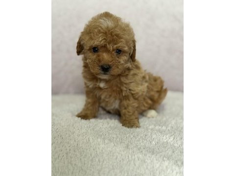 Kore kan toy poodle bebekler