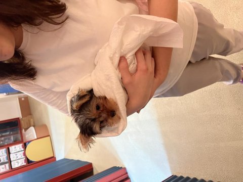 Yorkshire terrier