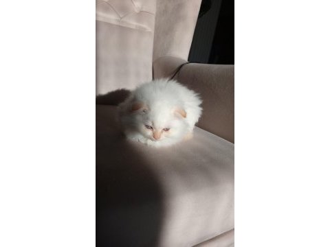 Scottish fold yavrularımıza yuva arıyoruz