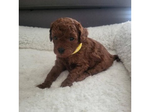 Toy poodle köpeklerimiz
