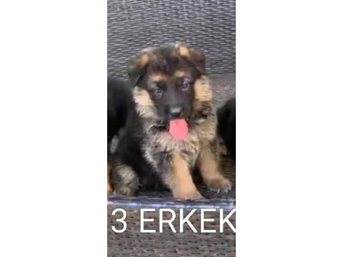 Orjinal alman çoban köpeği yavrusu