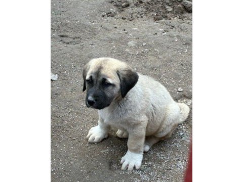 Orijinal safkan kangal yavrular