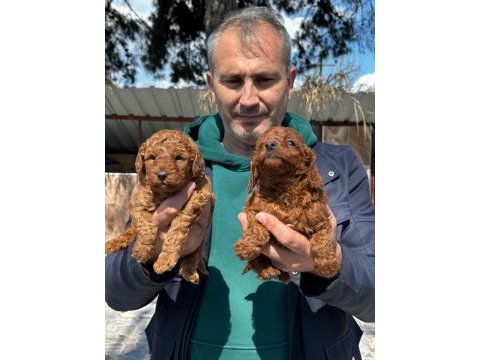 Çok tatlı toy poodle yavrularımız