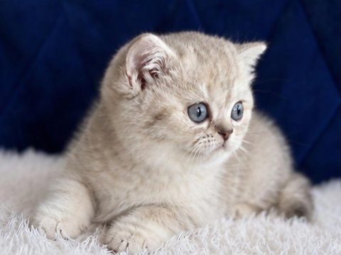 British shorthair silver yavrular