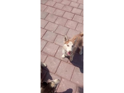 Sibirya kurdu husky