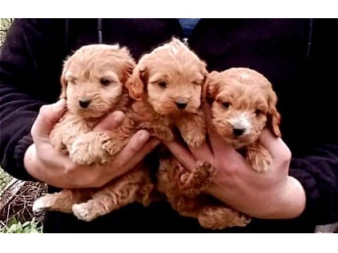 Muhteşem red maltipoo 2 dişi ve 1 erkek