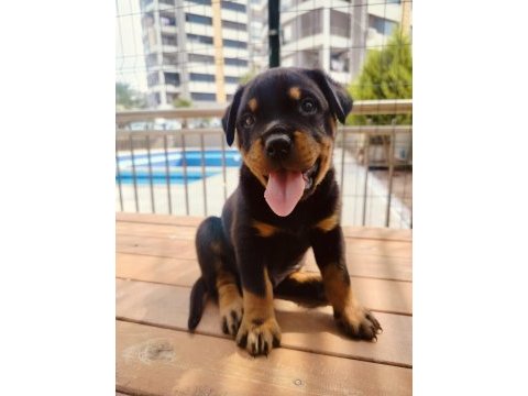 Koca kafalı rottweiler yavruları