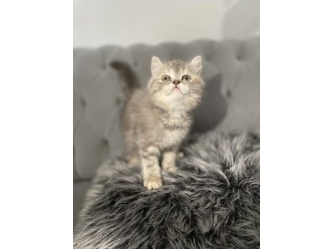 British kedim yeni sahibini arıyor