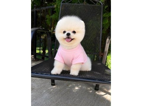 Pomeranian boo yavrumuz 
