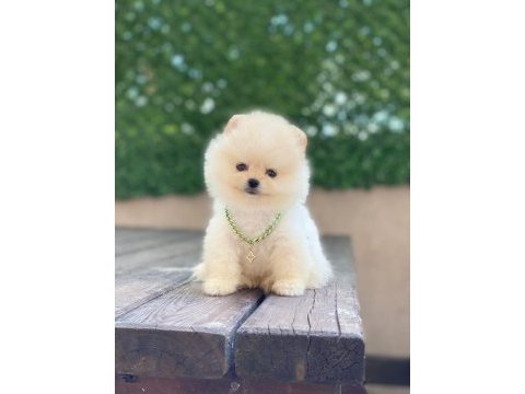 Ayıcık yüzlü pomeranian boo