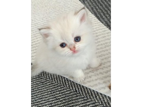 Muhteşem güzellikte golden blue point british longhair