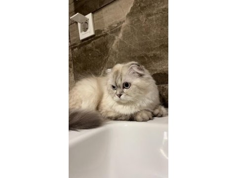 Safkan point dişi british longhair yavrumuz