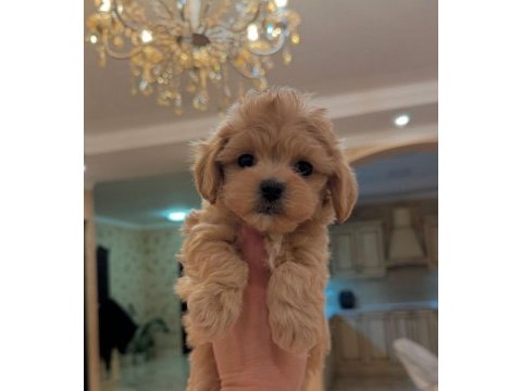 Maltipoo kore kan 0 numara bebekler