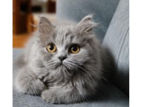 British longhair blue