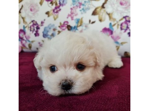 Mini boy maltese terrier yavruları (kore kanı)